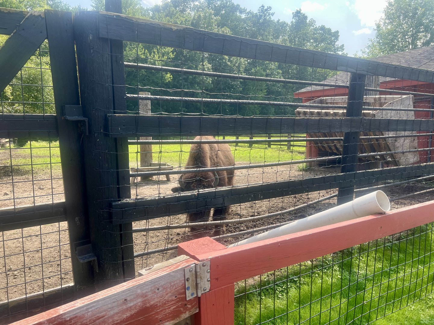 Bison Exhibit