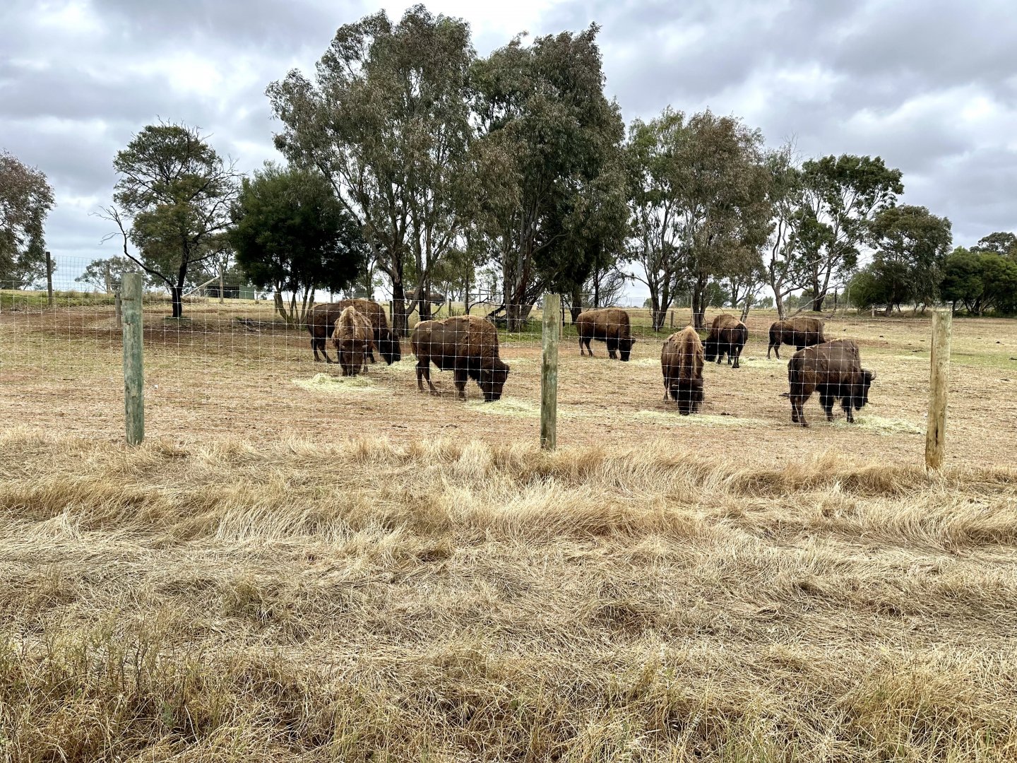 Bison Exhibit