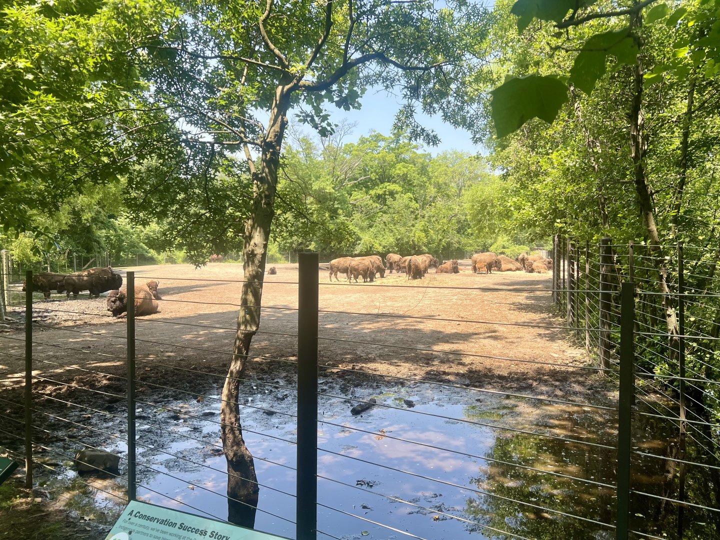 Bison Exhibit