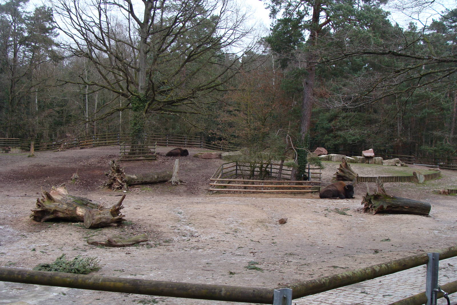 bison exhibit