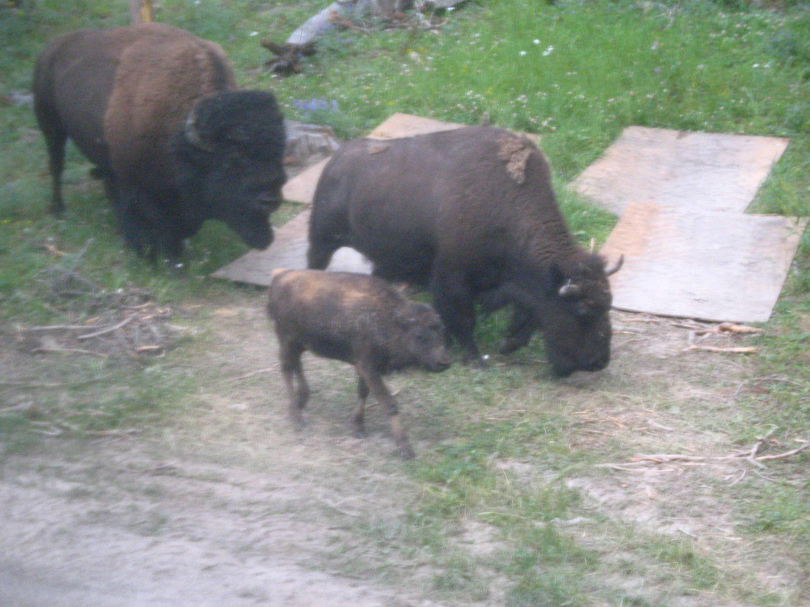 Bison family outside lodge window