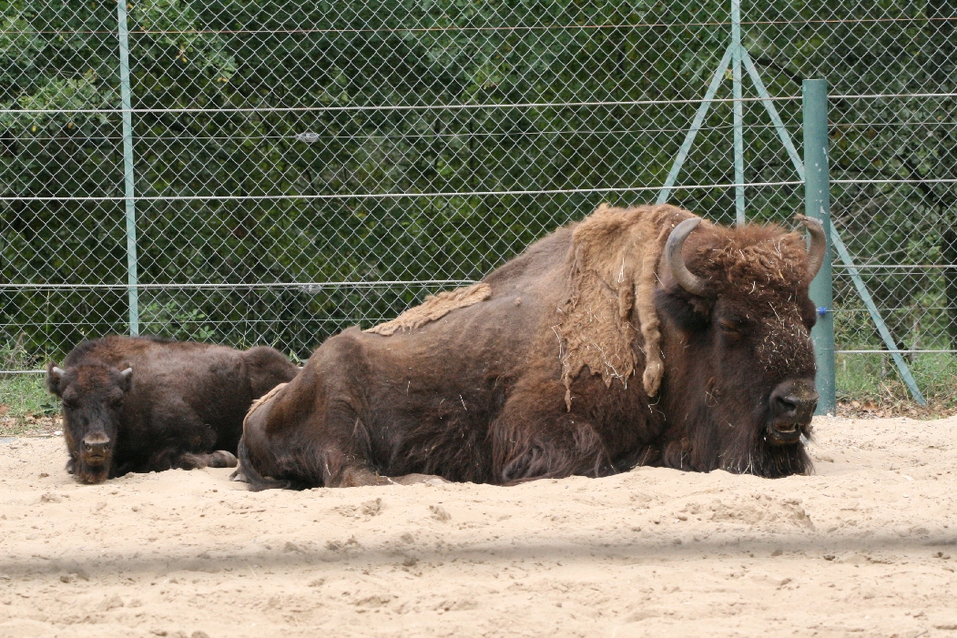 Bison Female and Calf