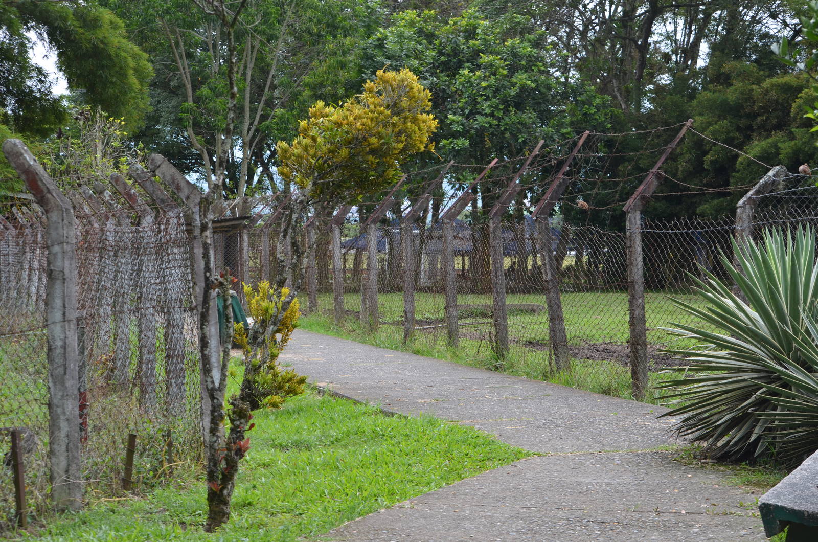 Bison fencing and path