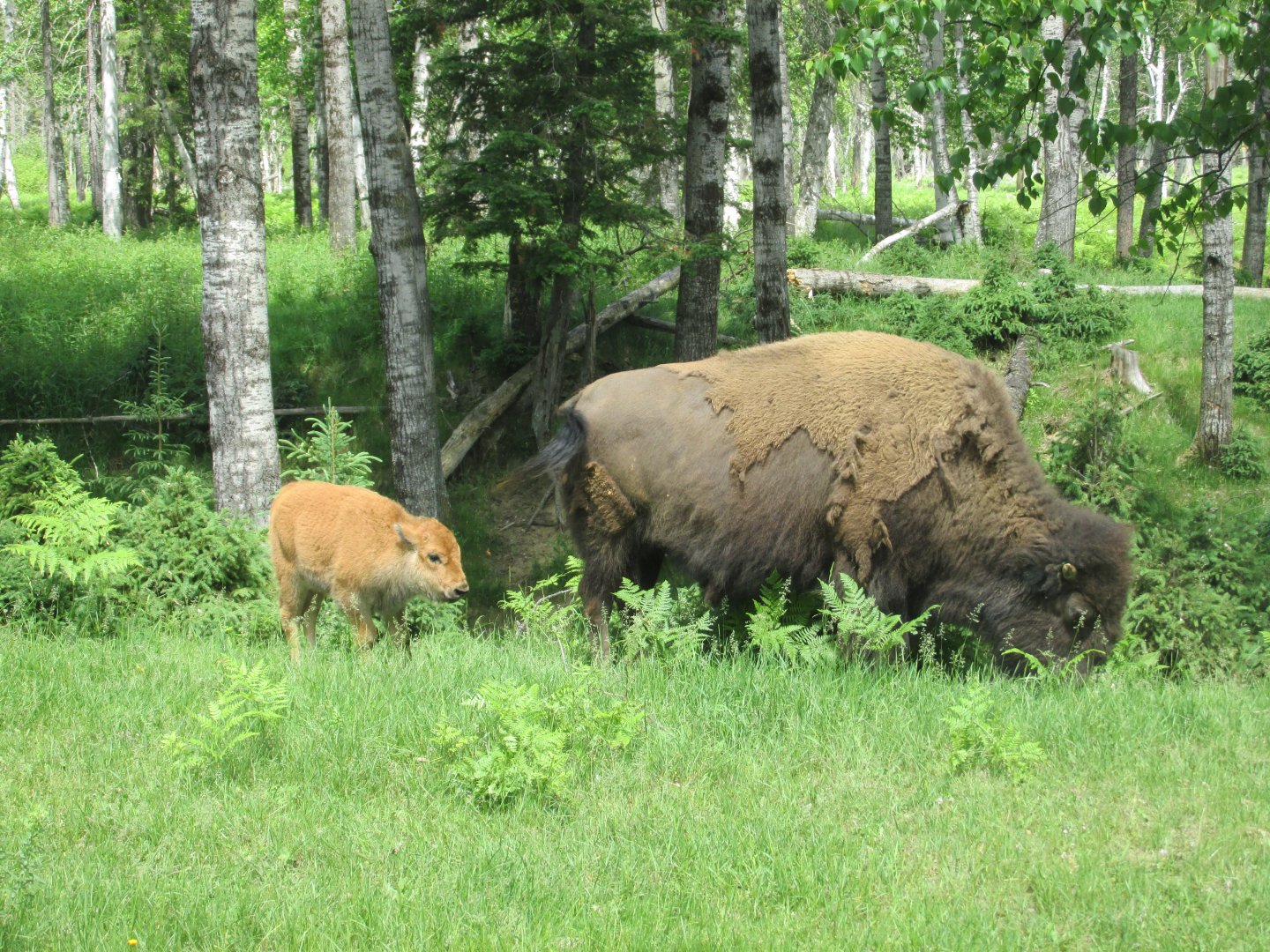 Bison from train
