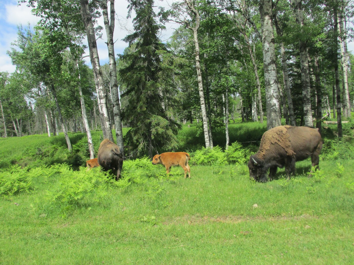 Bison from train