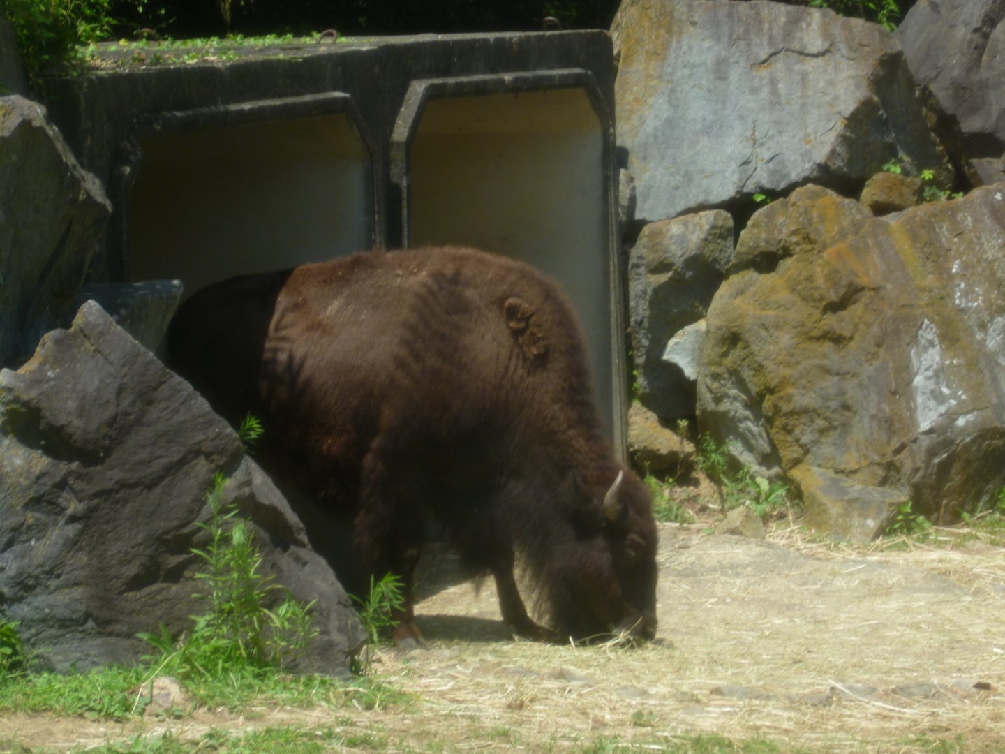bison grazing near shelter July 2016