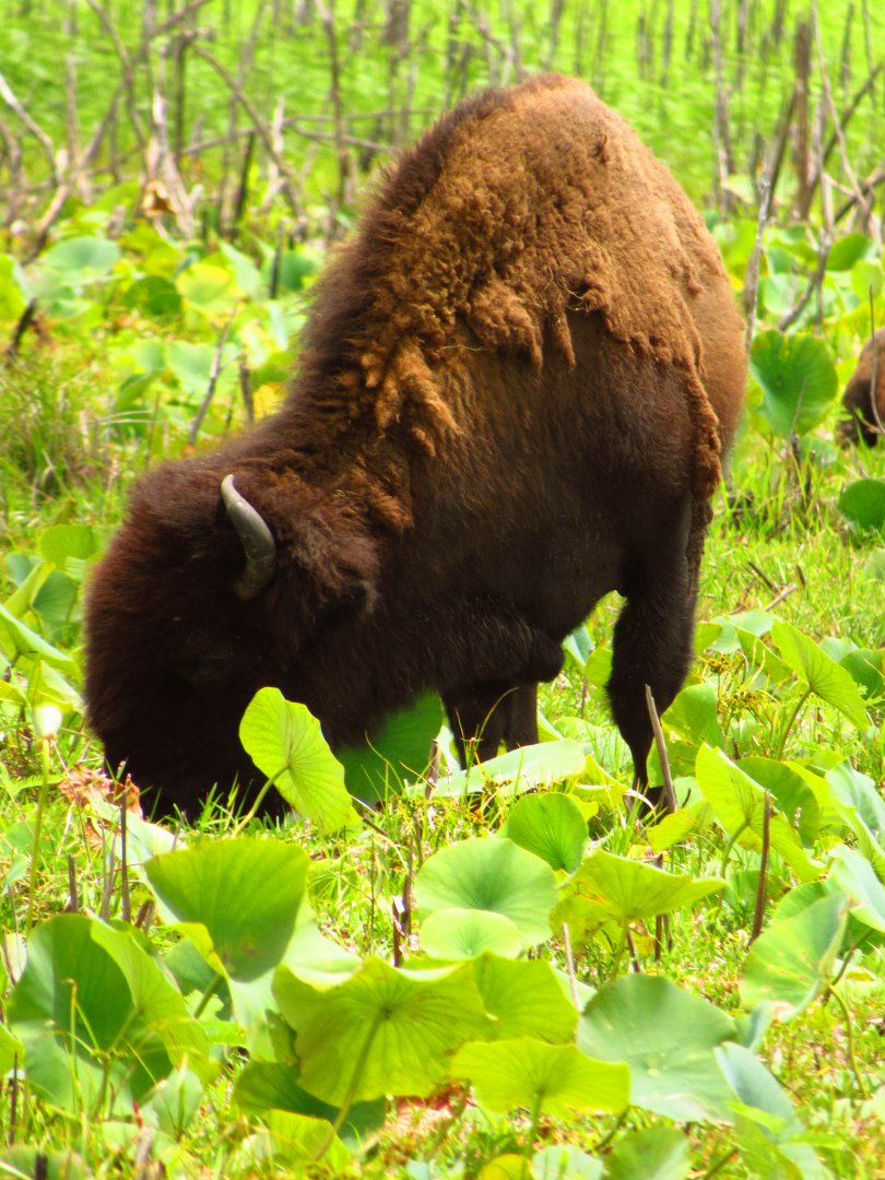 Bison Grazing
