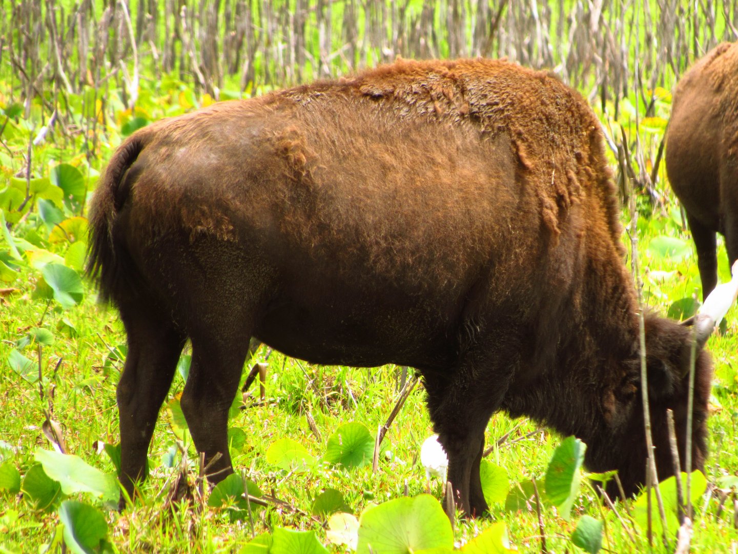 Bison Grazing