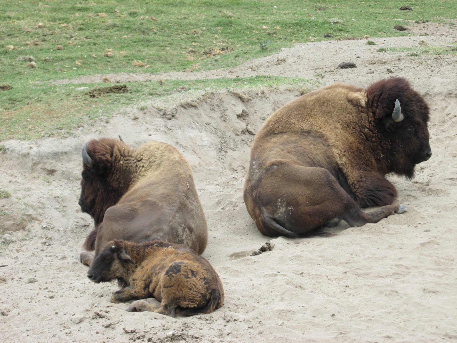 bison guadalajara zoo
