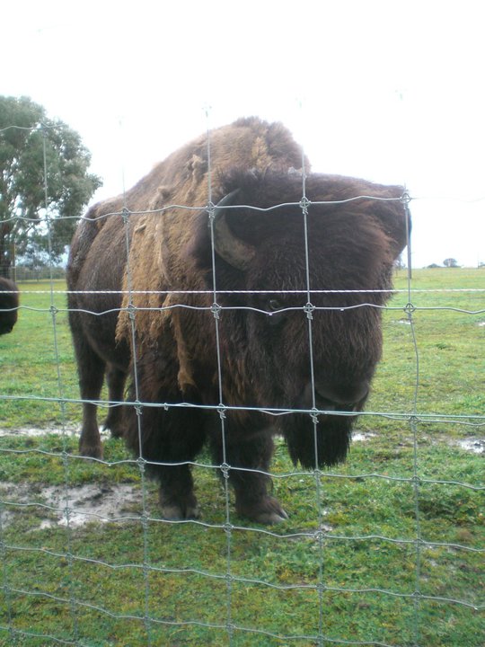 Bison - Handsome boy!