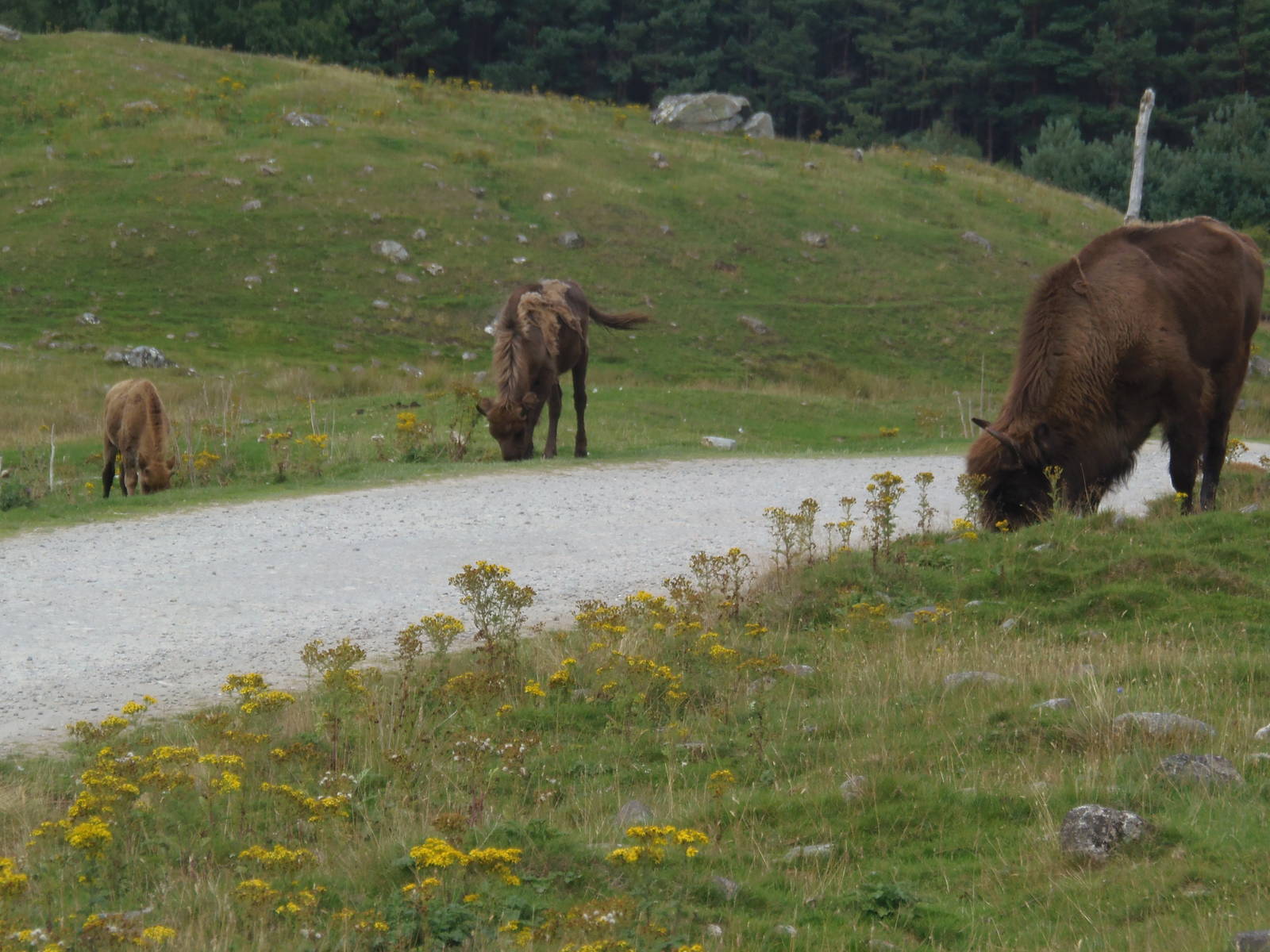 Bison herd   25/08/13