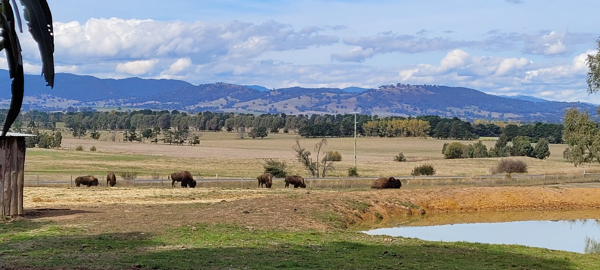Bison herd, 7 individuals