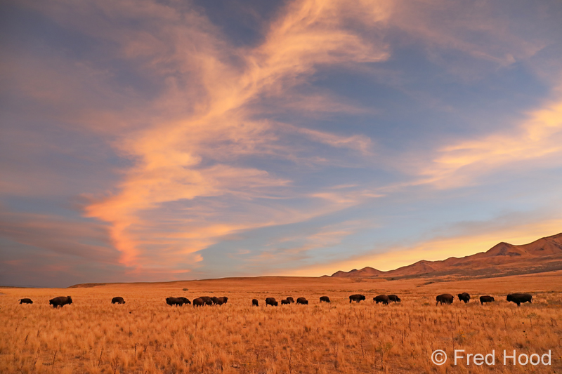 bison herd at sunset