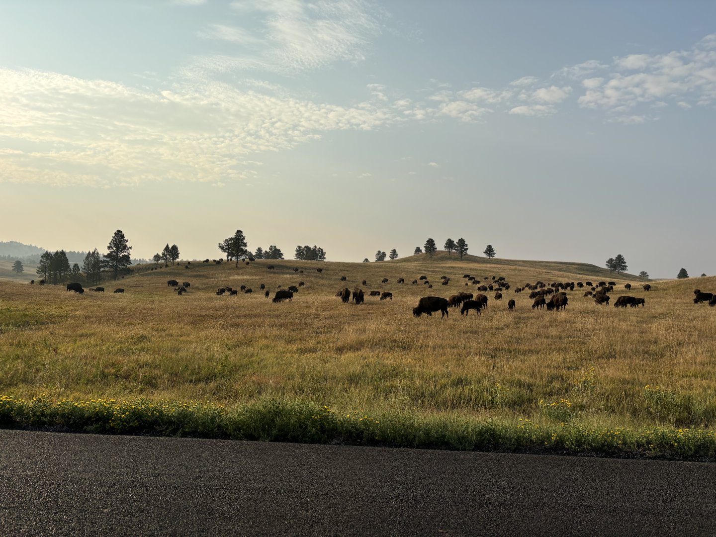 Bison Herd @ Custer State Park