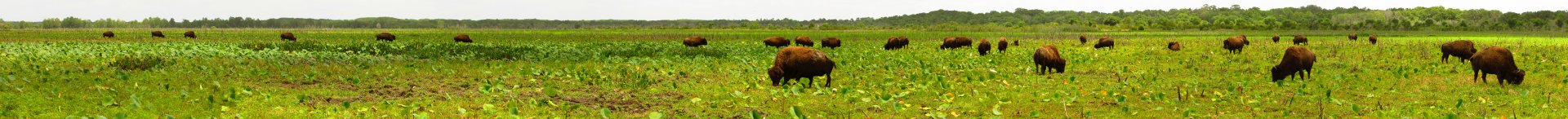 Bison Herd Panorama