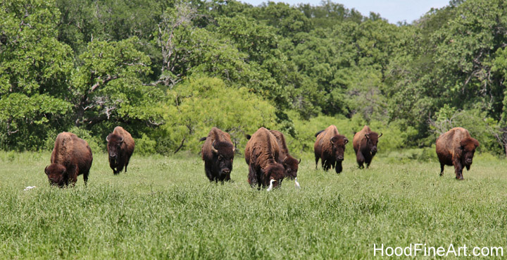 Bison herd