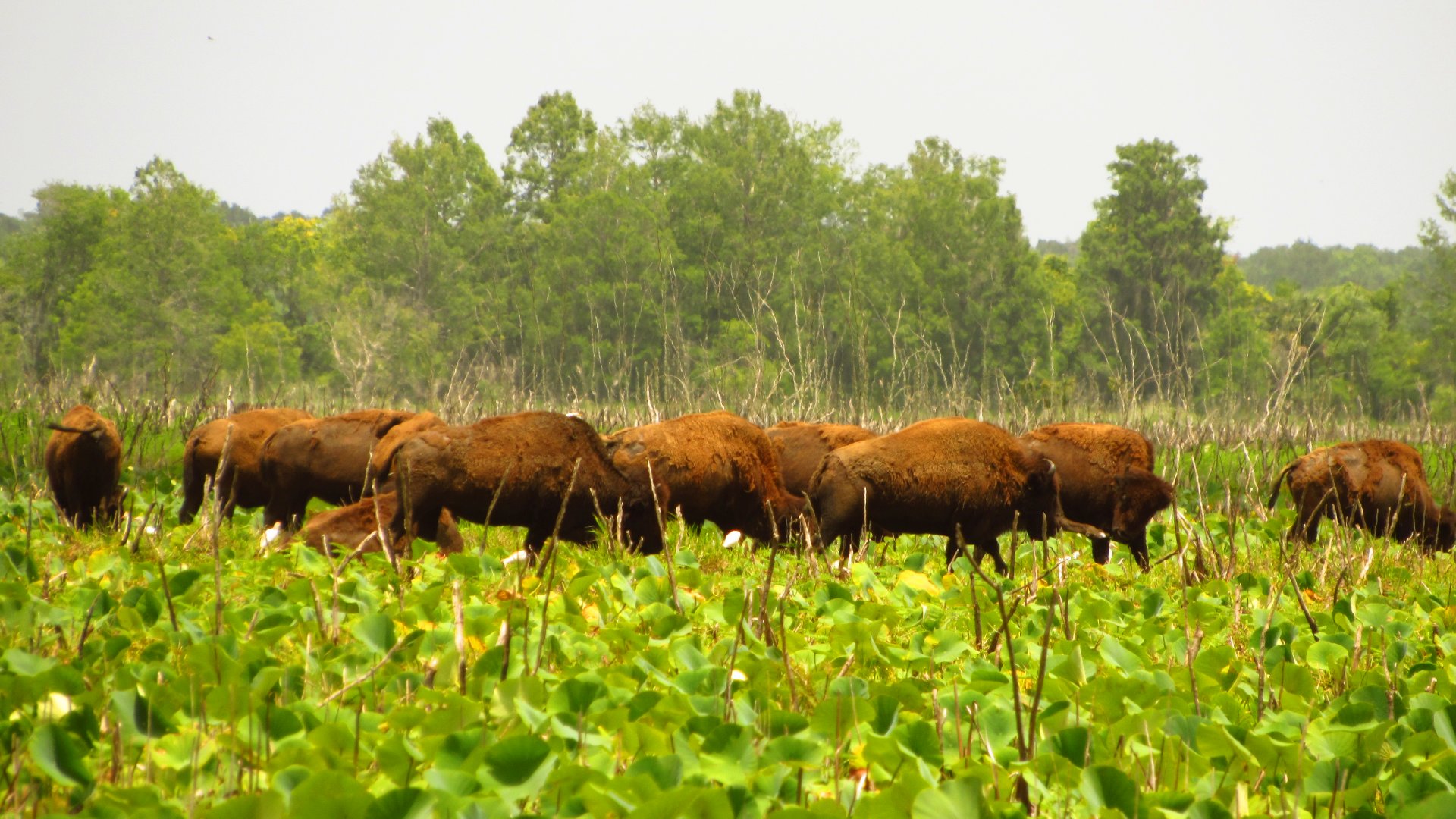 Bison Herd