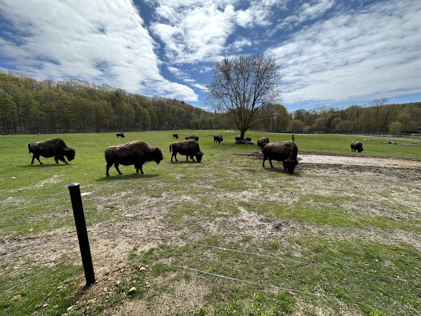 Bison Herd