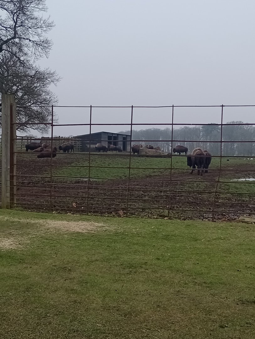 Bison herd