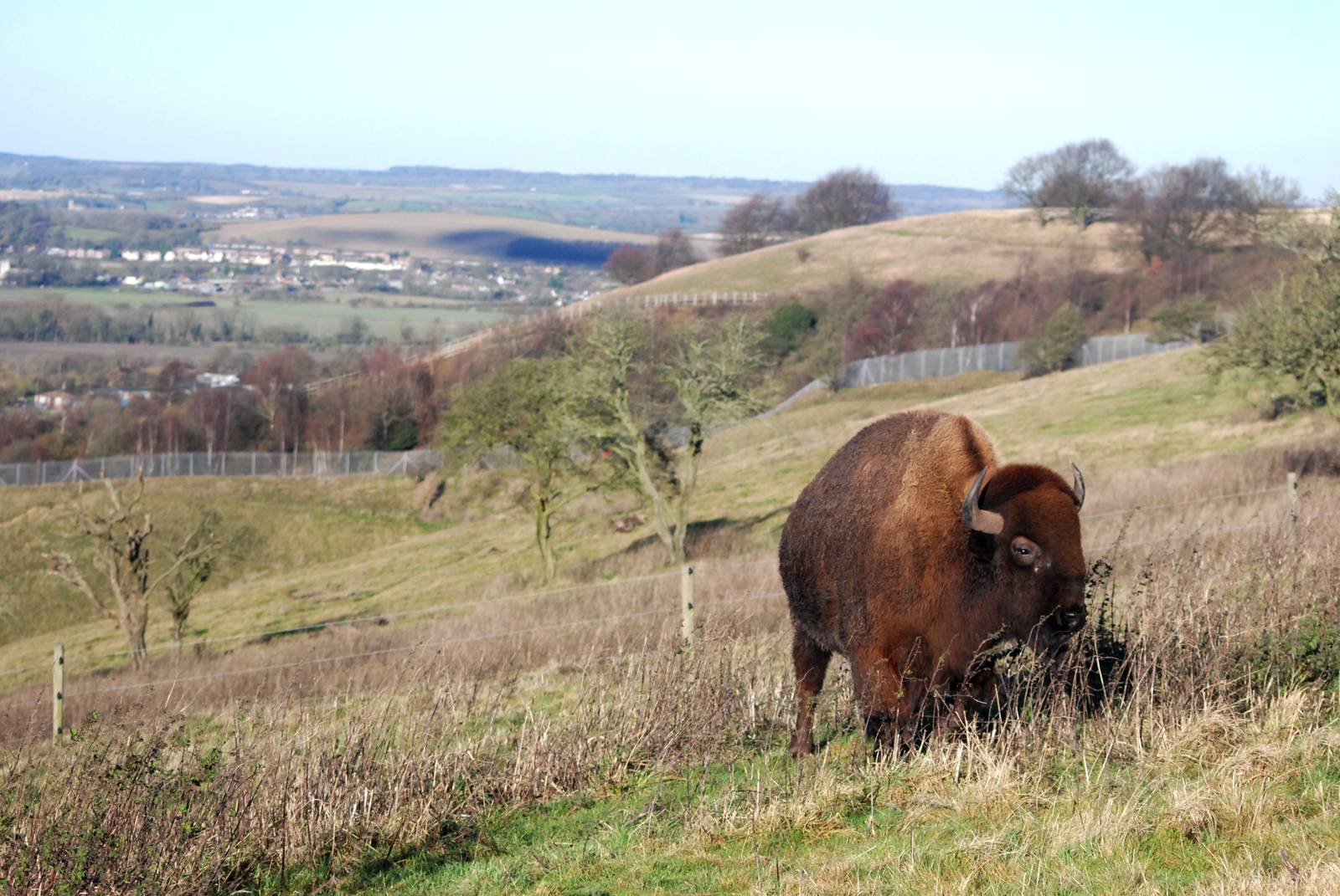 Bison Hill at Whipsnade, 07/12/12