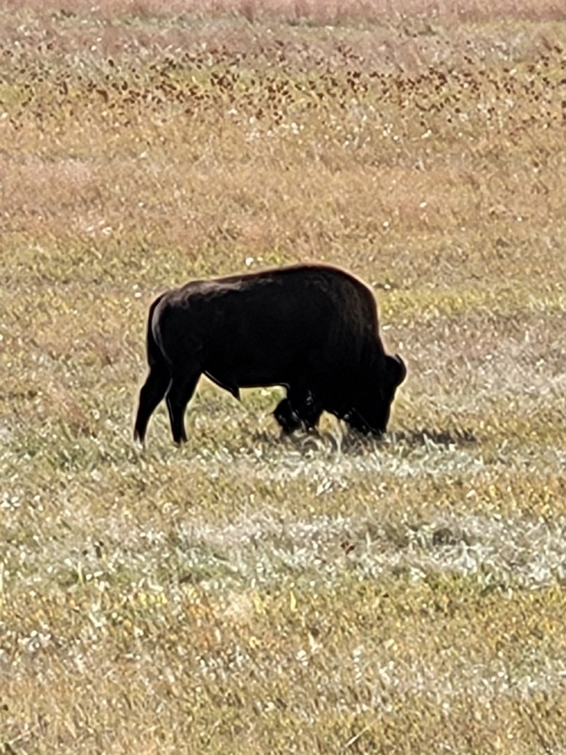 Bison in Custer State Park, South Dakota
