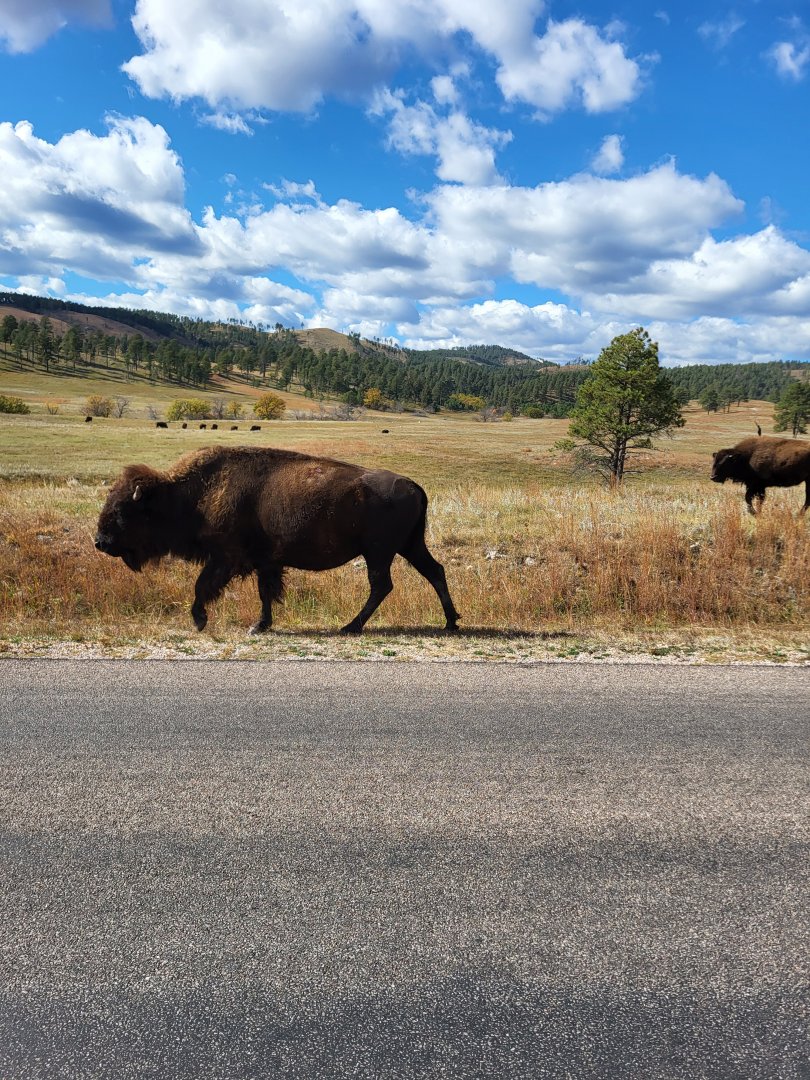 Bison in Custer State Park, South Dakota