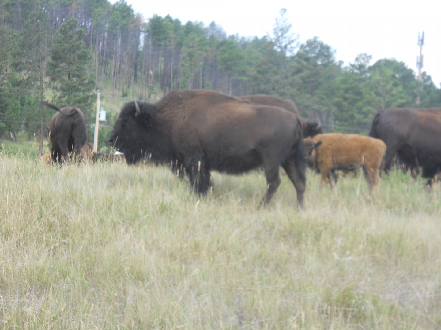 Bison in Custer State Park