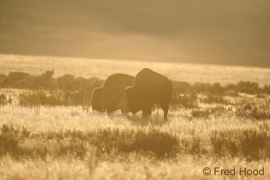 Bison in golden light of sunset