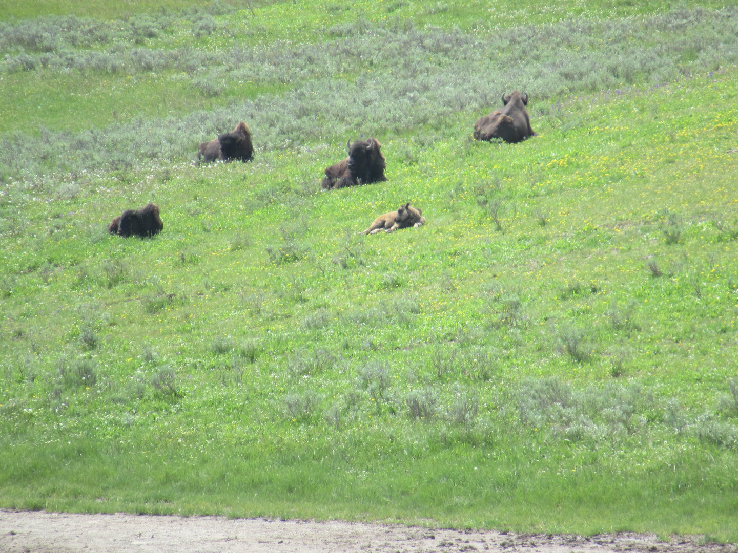 Bison in Yellowstone National Park