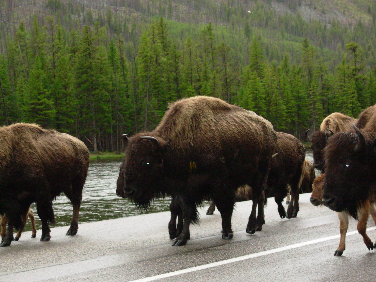 Bison in Yellowstone National Park