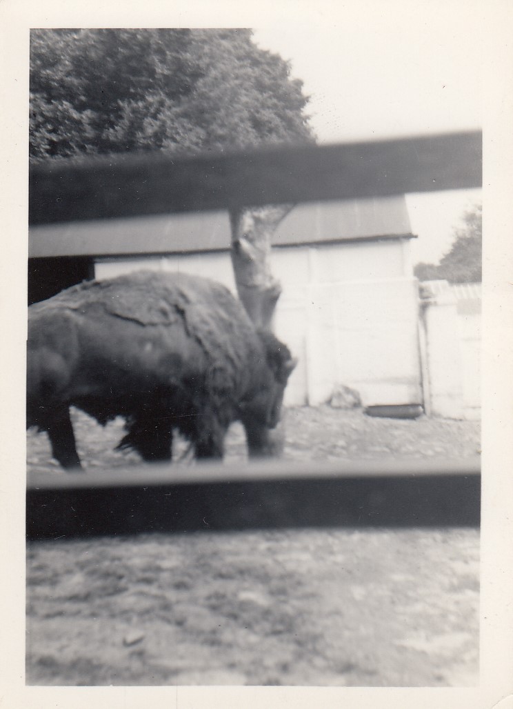 Bison, July 1955
