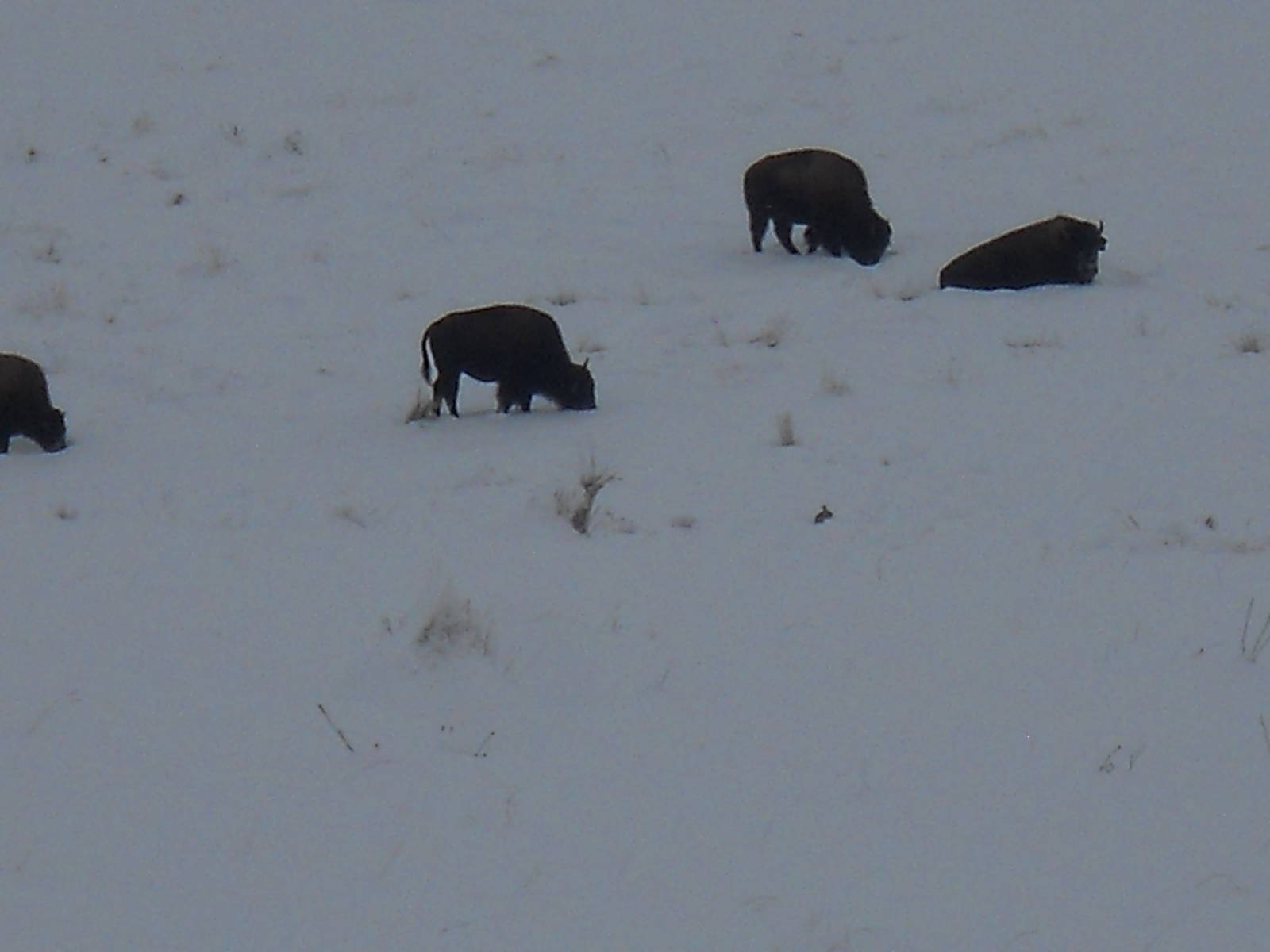 Bison just before Christmas in subzero weather