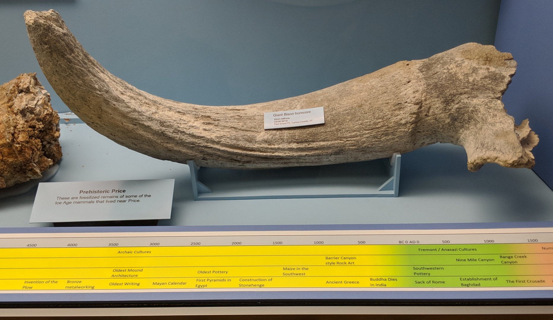 Bison latifrons right horn core
