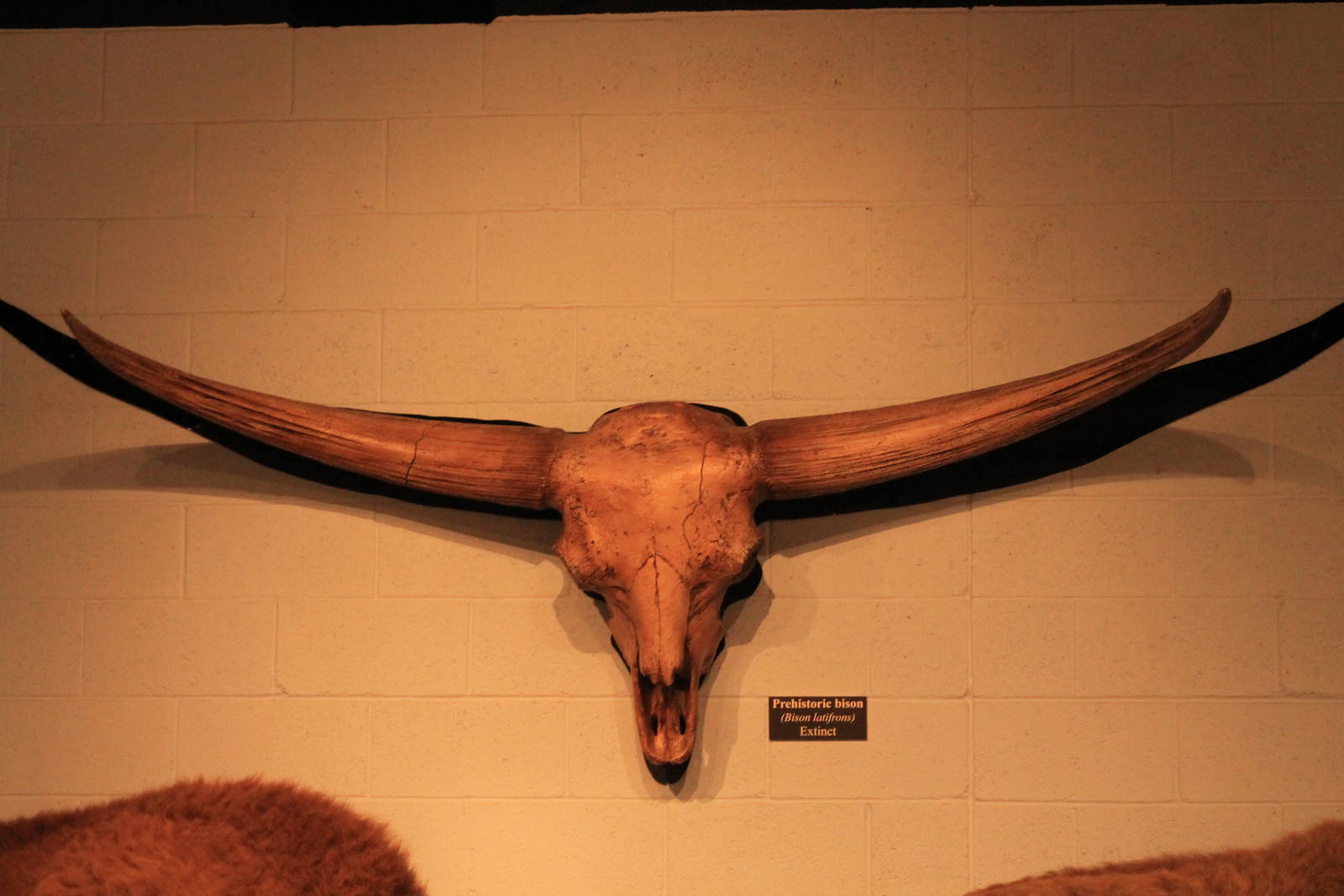 Bison latifrons