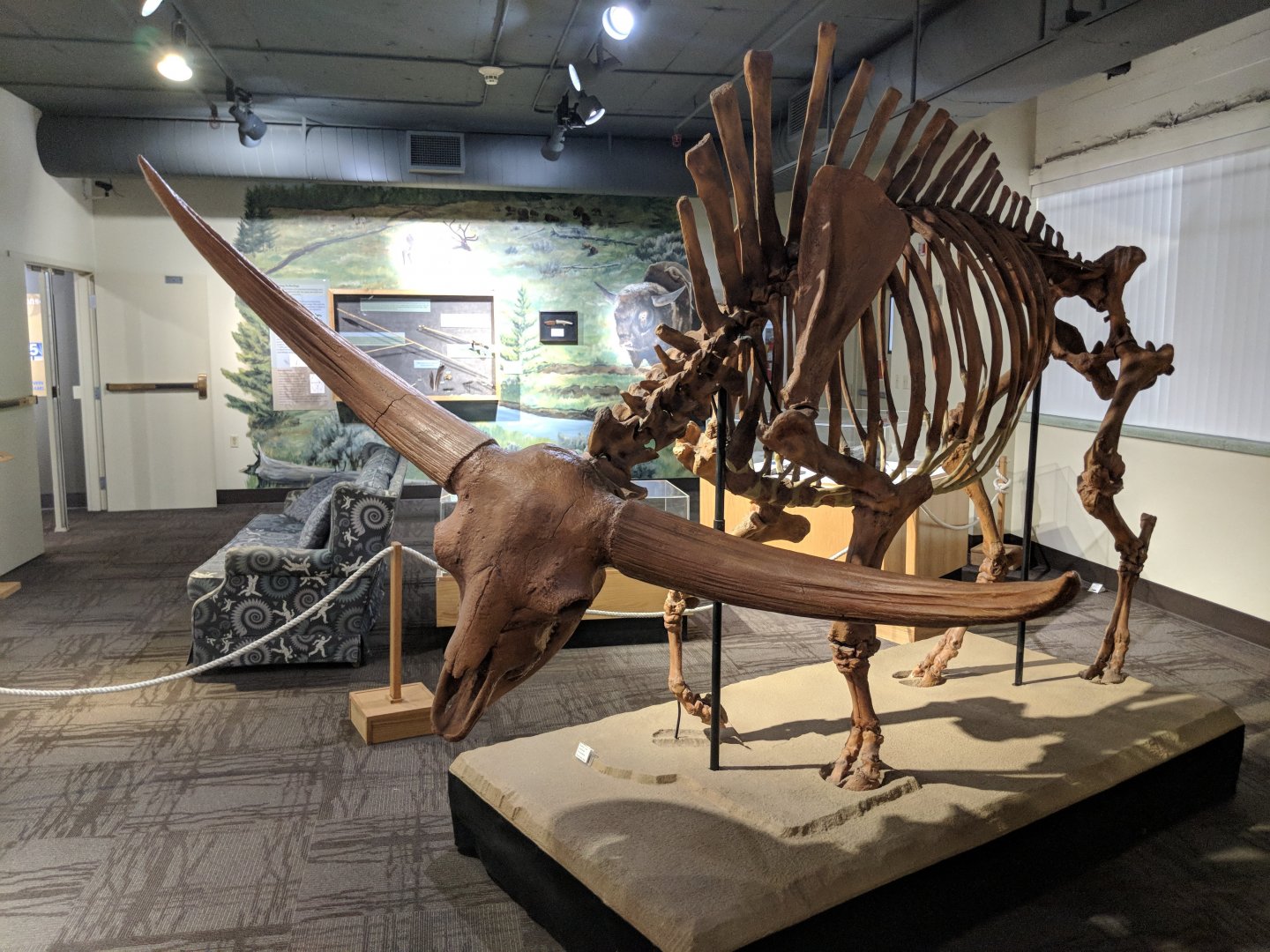 Bison latifrons