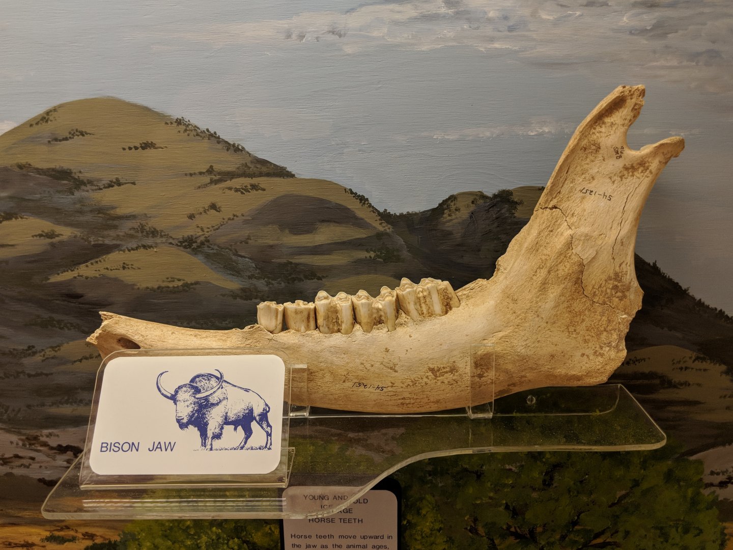 Bison lower jaw