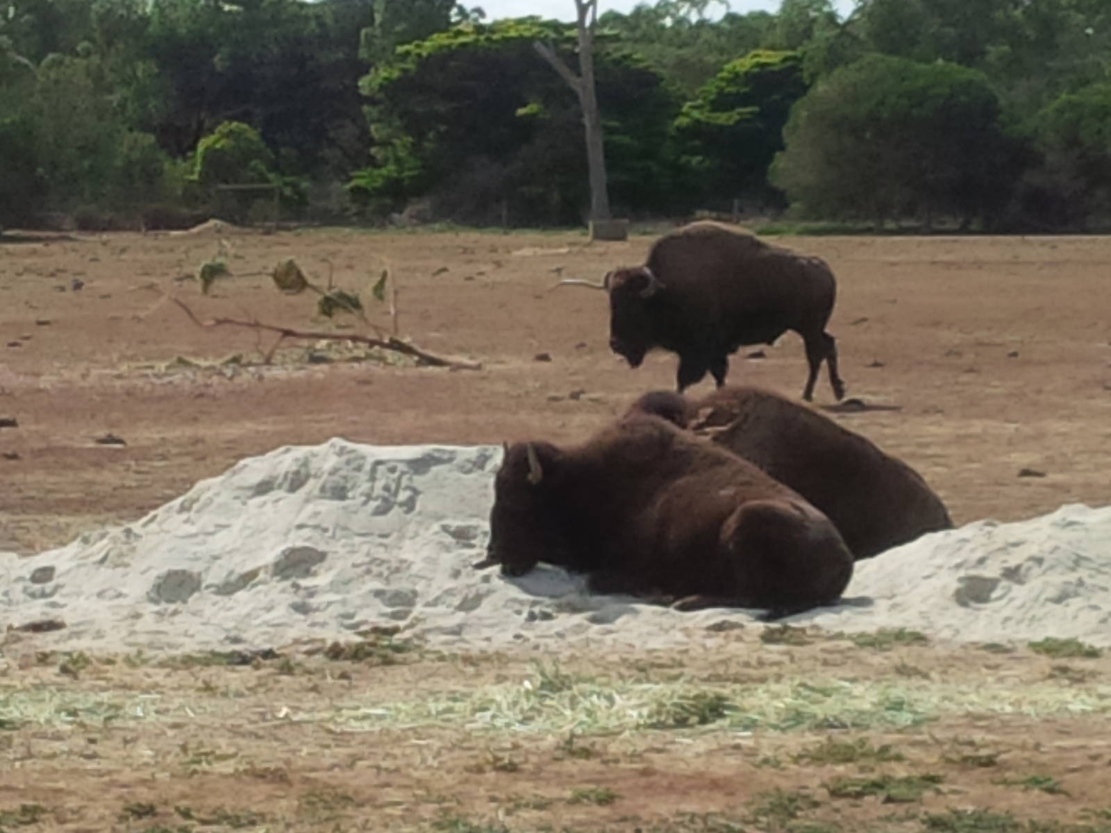 Bison lying in the sand