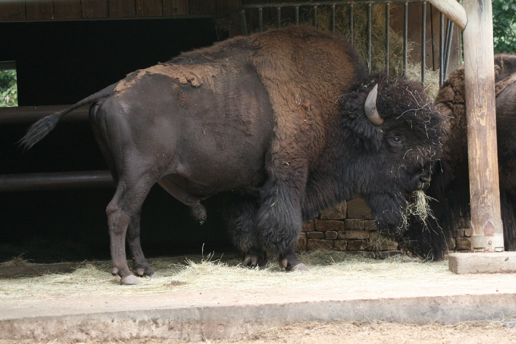 Bison Male