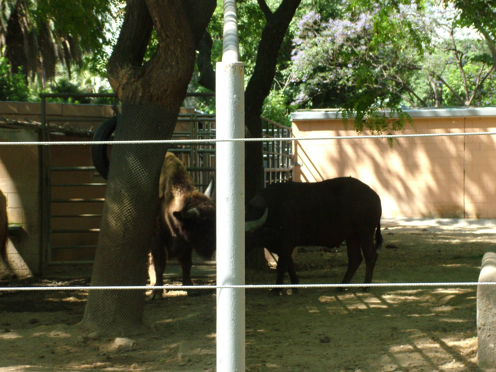 Bison Meets Buffalo at Barcelona, 30/05/11