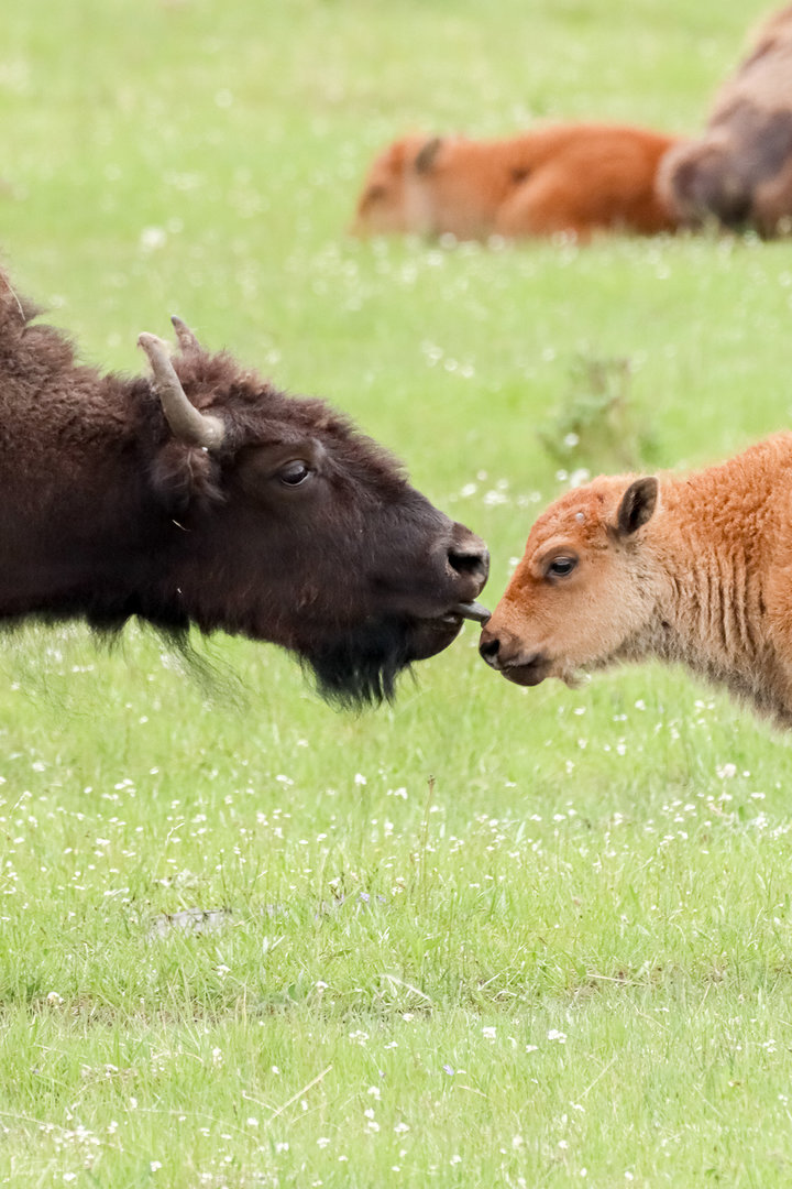 Bison mother with calf