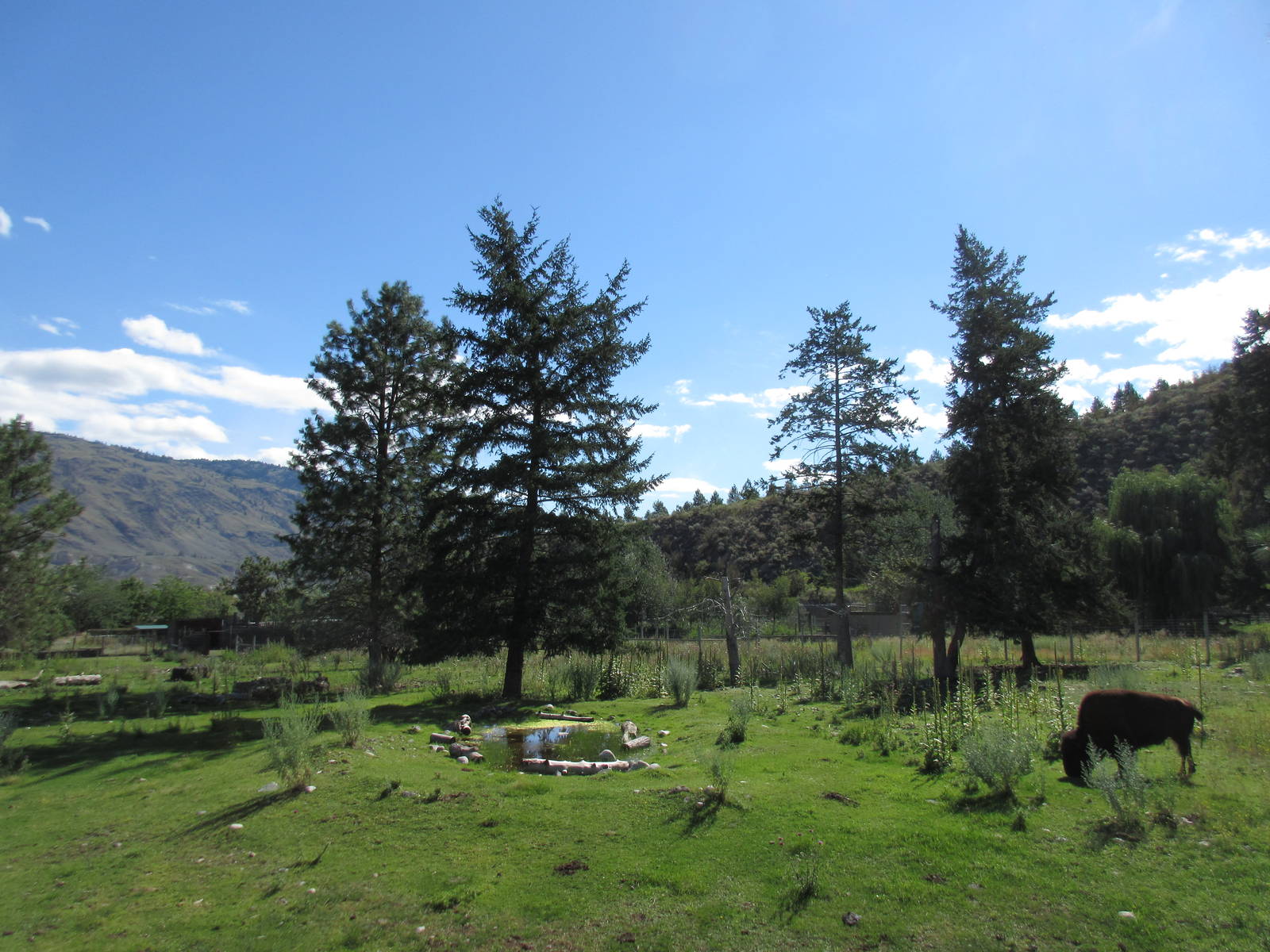Bison/Mule Deer Exhibit