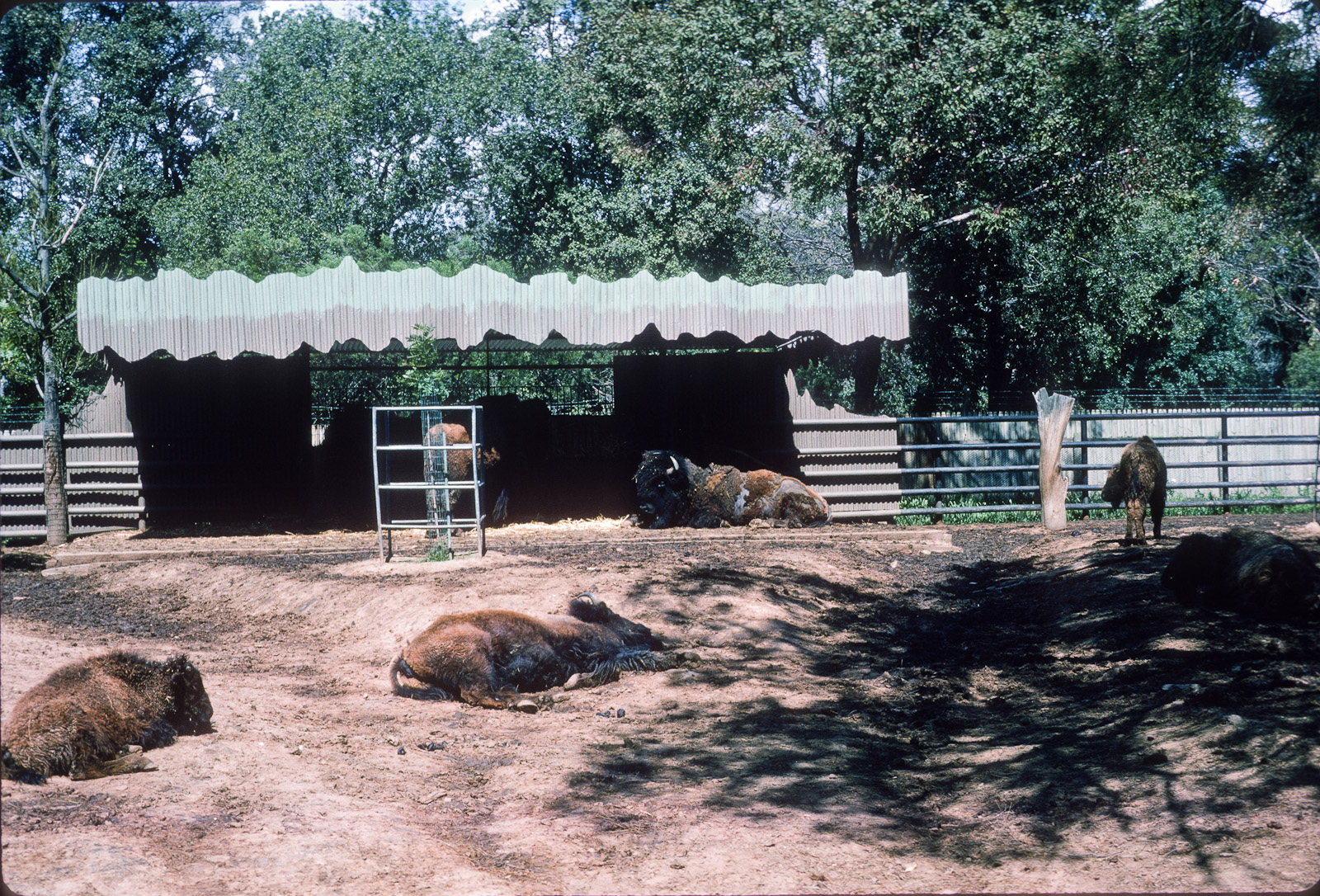 Bison - Oct 1975