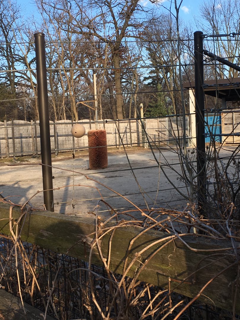 Bison off exhibit yard