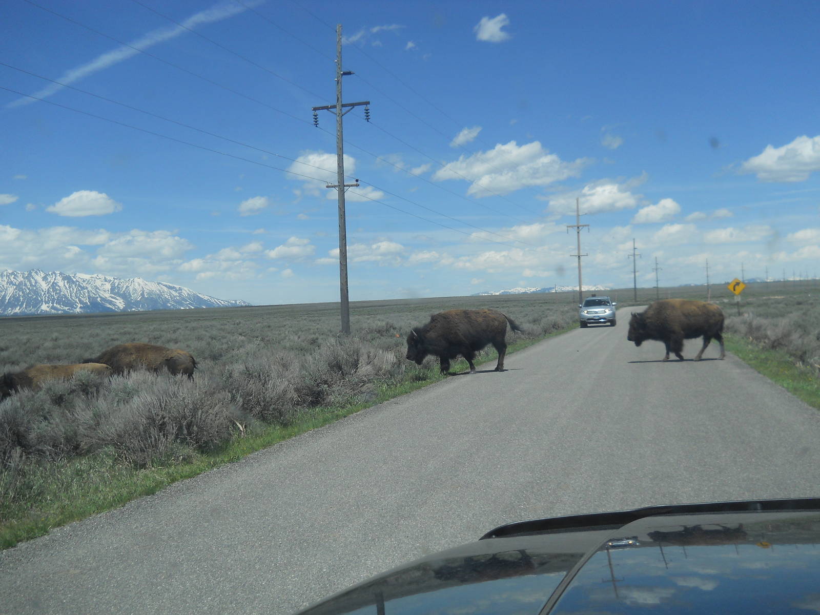 Bison on Memorial Day
