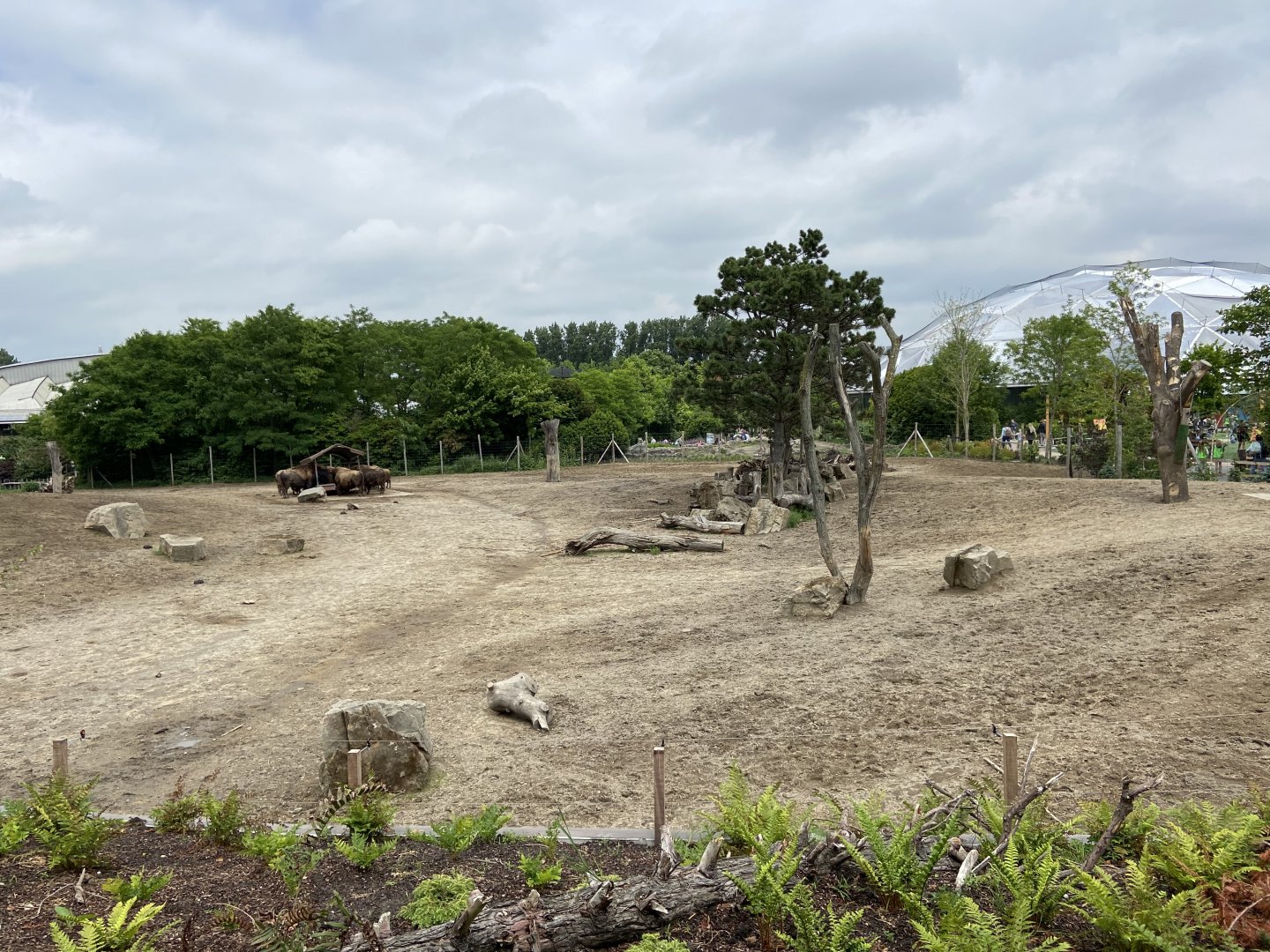 Bison paddock as seen from new path