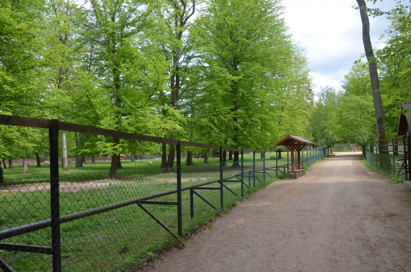 Bison Paddock at Rezerwat Pokazowy Żubrów, Białowieża 07/05/19