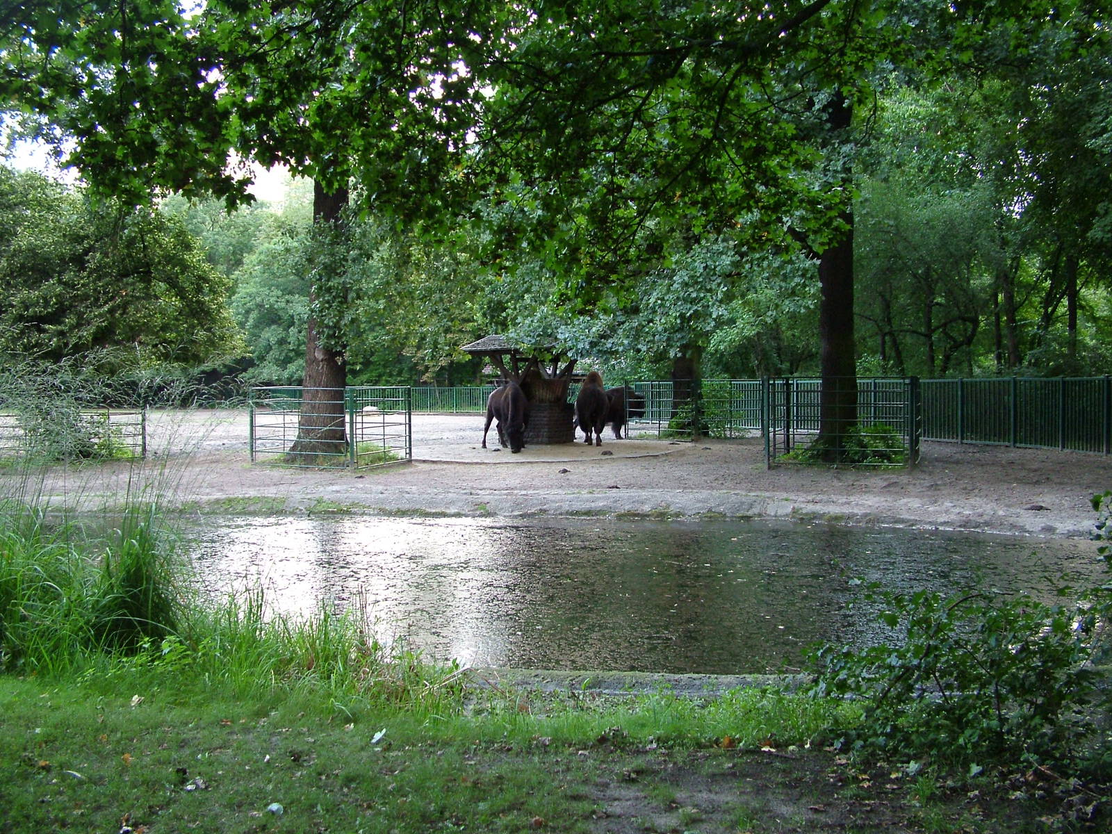 Bison Paddock at Tierpark Berlin, 30/08/11
