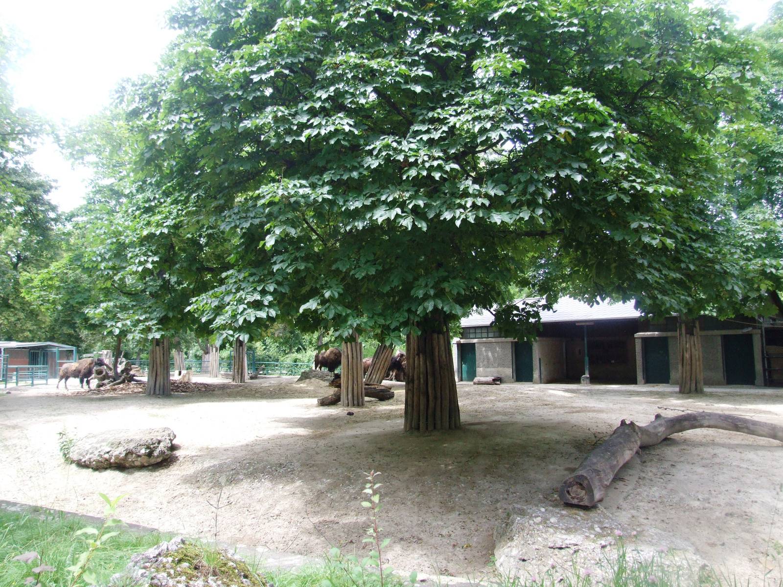 Bison Paddock at Vienna, 14/06/13
