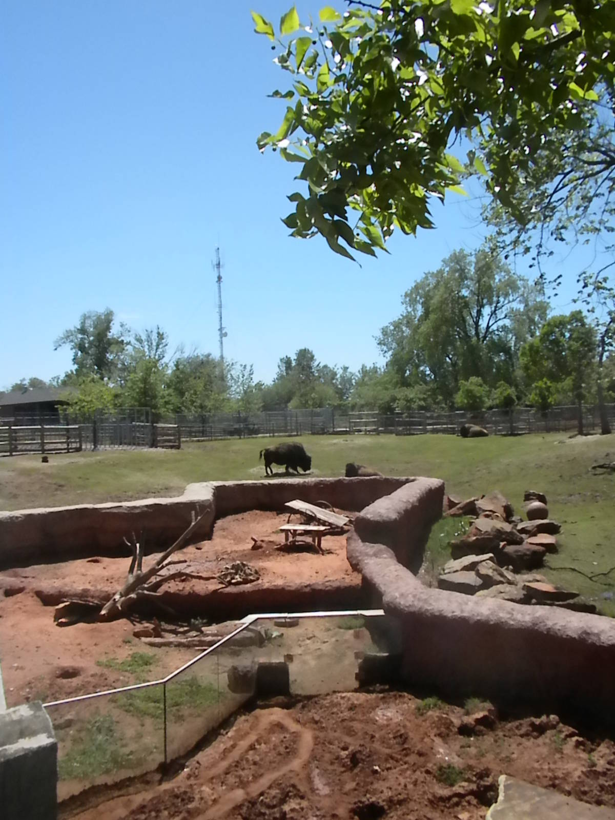 Bison, Prairie Dog, American Badger