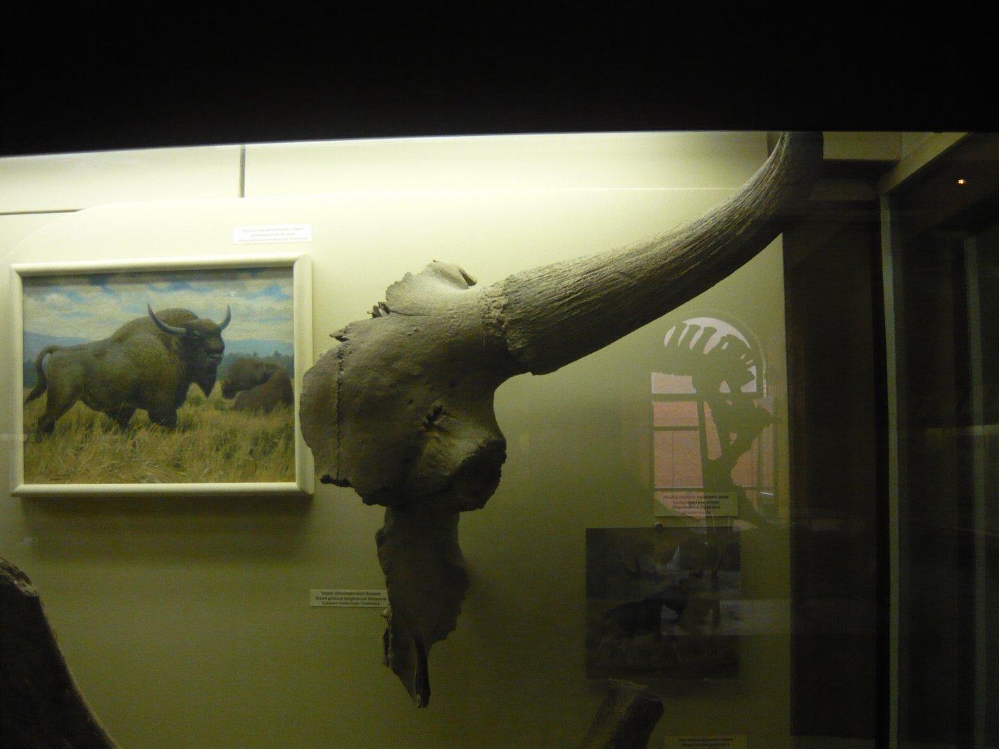 Bison priscus longicornis skull fragment